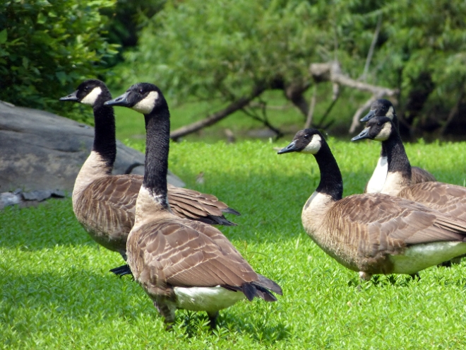 Wary geese
